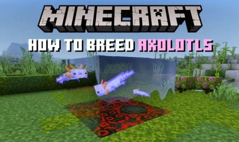 Axolotls in Minecraft