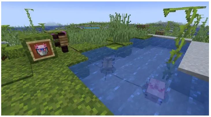 How to Tame Axolotls in Minecraft